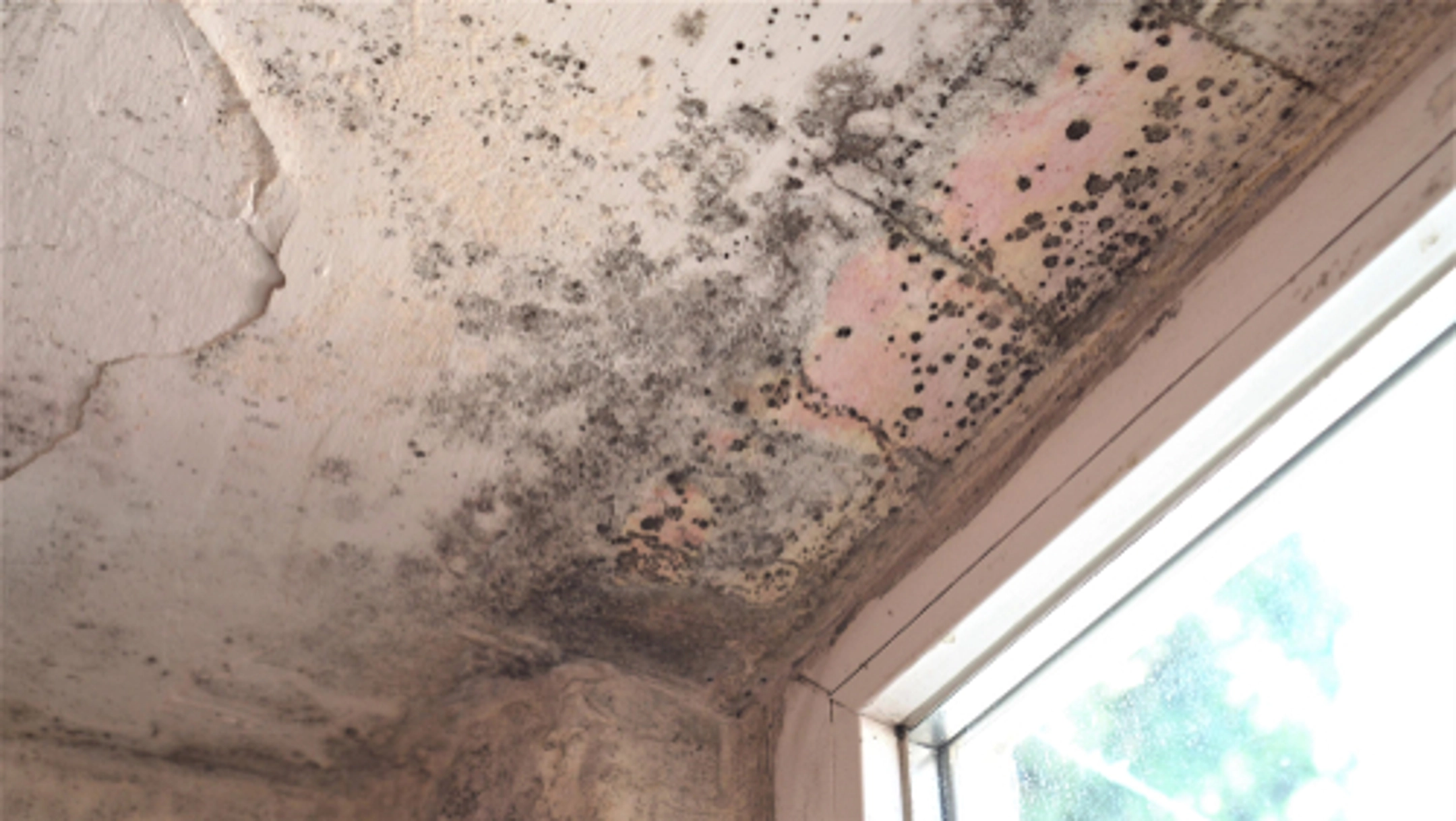 What to Do If Your Home Has Mold Growth from Water Damage